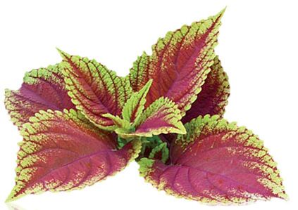 coleus forskolia als onderdeel van Reduslim