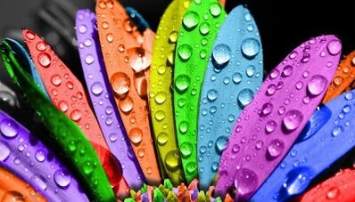 hoe je kunt afvallen met het 6-bloemblaadjesdieet