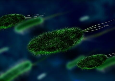 de oorzaak van gastritis is een bacterie - Helicobacter